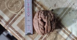 Sprzedam duże orzechy o średnicy ok 4-5 cm zbiór