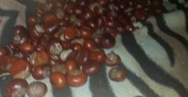 Mam do sprzedania kasztany z dziś