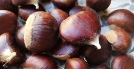 Świeże kasztany różnej wielkości