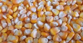Non GMO I GMO Kukurydza Corn Yellow White, dział