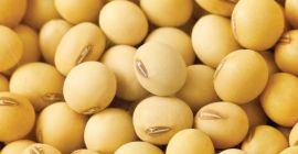 Nazwa produktu: Białka sojowe/sojowe bez Gmo klasy AA -
