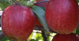 Royal Gala &amp; Fuji Apple SPECYFIKACJA: -Odmiana: Royal Gala