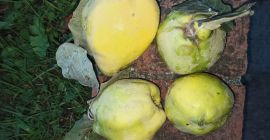 100% naturalne pigwy z acqui terme