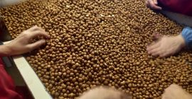 Orzechy laskowe łuskane, bez łupiny, kaliber 9-11 mm, 11-13