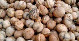 Sprzedam orzechy włoskie z własnej plantacji. Ekologiczna uprawa, z