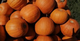 Witam, sprzedam hurtowe ilości dyni Spitfire kaliber 1-3kg, Gomez