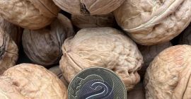 Sprzedam orzechy włoskie. Zbiór 2022r. Cena 5 zł/ 1kg.