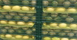 Sprzedajemy Cytryny Enterdonato w rozmiarze 54-72. Cena FOB Mersin