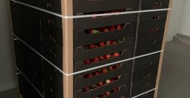 Sprzedam truskawkę polską szklarniową odmiana Malling Centenary. Towar sprzedawany