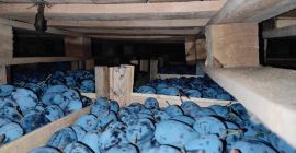 Sprzedam śliwkę Stanley, Strong, Sweet w dużych ilościach, szczegóły