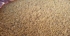 Bardzo dobra jakość z Kazachstanu, region Kostanay. Bez GMO,
