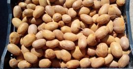 Świeże kiwi dostępne w Uttarakhand Nainital Zadzwoń 8299433581 Ilość