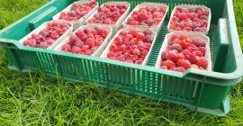 Sprzedam maline ekologiczna z certyfikatem eko z własnej plantacji
