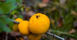 Sprzedam pigwę japońską, zintegrowane gospodarstwo na Łotwie. Pigwa sortowana,