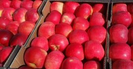 Extra jakość idared z Macedonii rozmiar 65+ 0,35 €