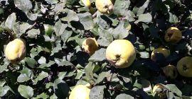 sprzedam owoce pigwy gruszkowej cena za kg mozliwa wysylka