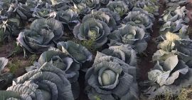 Hurtownia kapusty bukareszteńskiej