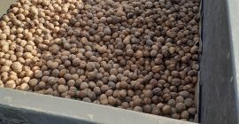 Sprzedam orzechy wloskie tegoroczne cena 5zl cena do uzgodnienia