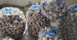 Sprzedam czosnek bułgarski zimowy starej odmiany. Ekologicznie czysty, prawie