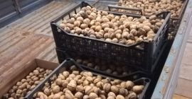 Na sprzedaż wyselekcjonowane lokalne orzechy włoskie pierwszego wyboru, świeżo