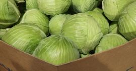 Sprzedam kapustę białą w kalibrażu 1.5-5 kg, ilość 300