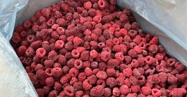 Ekologicznie produkowane i wstrząsane mrożone maliny, produkowane w Berkovitsa
