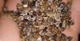 Sprzedam grykę tegoroczna około 8 t, wysuszona do wilgotność