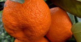 Wszystkie kalibry , Świeża z wszystkimi certyfikatami EU ,