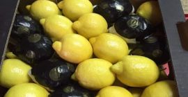 Firma eksportuje cytryny i owoce cytrusowe z Turcji. Zapewniamy