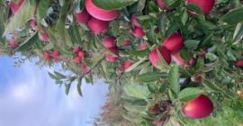 Sprzedam świeżo zebrany Braeburn. Kalibracja wielkości zmiennej dalej na