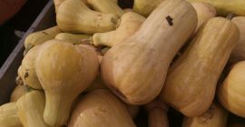 Witam, Mam na sprzedaż dynie pizmową Butternut Atlas druga