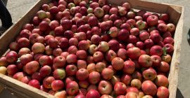 Sprzedam jabłka z odmian złociste, królicze, hojne, Florina, przeznaczone