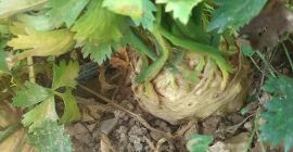 Sprzedam korzeń selera, dobra konserwacja na worek, 2,8 ron,