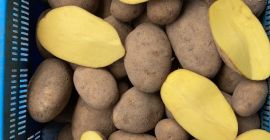 for sale red and yellow potatoes in large quantities,