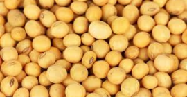 Soja bez GMO na eksport z Ukrainy. Warunki dostawy