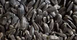 Sprzedam 300t słonecznik wysokooleinowy HO. Cena zawiera transport.