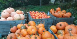 Sprzedam dynię przemysłową odmiany halloween, bambino, muscat