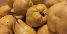 Pigwa duża, gruszkowa z przydomowego ogrodu, bez chemii. Do