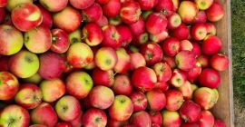 Sprzedam bardzo dobrej jakości Elstar Excellent star.