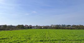Sprzedam brokuł jako rzepę cała partia 15.000 m