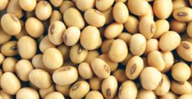 Jesteśmy bezpośrednimi producentami i egzoporterami soi Non GMO klasy