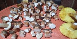 Boletus aerius, całkowicie dziki, zbierany w Sierra de Huelva
