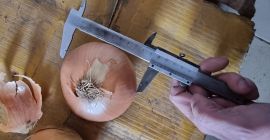 Cebula cebulowa hurtowa od producenta. Pakowane w siatki po