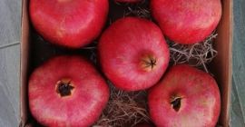 Dostarczę bezpośrednio od producenta świeże ekologiczne granaty bardzo smaczne