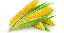 Sprzedam duże ilości kukurydzy suchej

Po więcej informacji zapraszam do kontaktu.
667-105-807