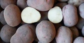 Sprzedam ziemniaki Ricarda pakowane w worki po 25kg
