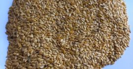 LLC Smoleńsk Agro Export eksportuje siemię lniane żółte i