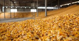 Sprzedam kukurydzę w ziarnach 1000 ton. Cena z dostawą