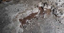 Mam do sprzedania około 3 ton soi. Zebrany materiał