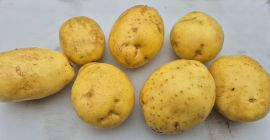 for sale red , yellow potato . sack 15